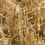 Prohibición de quemas hasta nuevo aviso